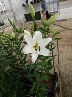 [5200 Maytime VH No01.JPG]